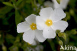 Zonneroosje (Cistus spec.)