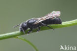 Zuidelijke klokjesbij (Chelostoma distinctum) 