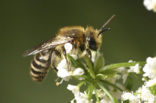 Colletes similis