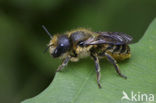 Zwartbronzen houtmetselbij (Osmia niveata) 