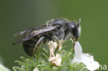 Zwarte tubebij (Stelis phaeoptera) 