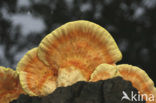 Zwavelzwam (Laetiporus sulphureus)