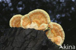 Zwavelzwam (Laetiporus sulphureus)