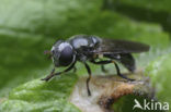 Fly (Neocnemodon sp.)