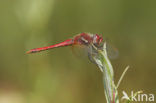 Zwervende heidelibel (Sympetrum fonscolombii)