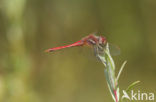 Red-veined Darter (Sympetrum fonscolombii)