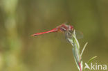 Zwervende heidelibel (Sympetrum fonscolombii)