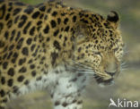 Amur Leopard (Panthera pardus orientalis)