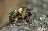 Andoornbij (Anthophora furcata)