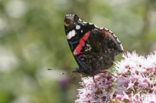 Red Admiral (Vanessa atalanta)