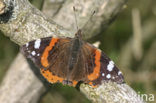 Red Admiral (Vanessa atalanta)