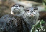 Asian small-clawed otter (Aonyx cinerea) 