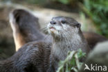 Asian small-clawed otter (Aonyx cinerea) 