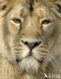 Asiatic Lion (Panthera leo persica) 