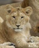 Asiatic Lion (Panthera leo persica) 