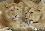 Asiatic Lion (Panthera leo persica) 