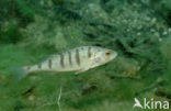 Baars (Perca fluviatilis)