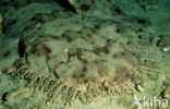 Tasselled Wobbegong (Eucrossorhinus dasypogon) 