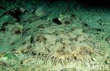 Tasselled Wobbegong (Eucrossorhinus dasypogon) 