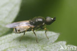 barred snout (Nemotelus uliginosus)