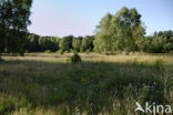 Birch (Betula)