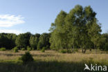 Birch (Betula)