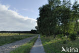Birch (Betula)