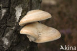 Berkenzwam (Piptoporus betulinus)
