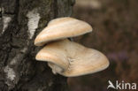 Berkenzwam (Piptoporus betulinus)