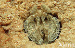 Spear mantis shrimp (Lysiosquilla maculata)