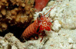 Peacock mantis shrimp (Odontodactylus scyllarus)