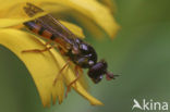 Pelecocera tricincta