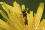 Pelecocera tricincta