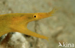 Ribbon moray eel (Rhinomuraena quaesita)