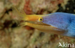 Ribbon moray eel (Rhinomuraena quaesita)