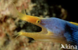 Ribbon moray eel (Rhinomuraena quaesita)