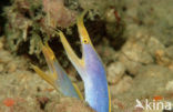 Ribbon moray eel (Rhinomuraena quaesita)