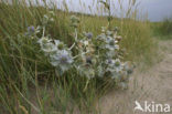 Blauwe zeedistel (Eryngium maritimum)