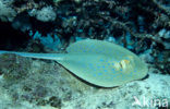 Blue-spotted Stingray (Taeniura lymma)