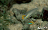 Blueband goby