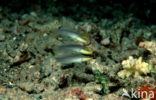Blueband goby