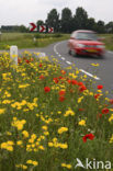 Bloemdijken van Zuid-Beveland