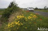 Bloemdijken van Zuid-Beveland