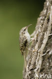 Short-toed Tree Creeper (Certhia brachydactyla)