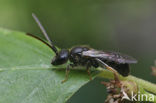 Bosgroefbij (Lasioglossum fratellum)