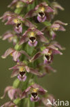 Broad-leaved Helleborine (Epipactis helleborine)