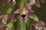 Broad-leaved Helleborine (Epipactis helleborine)