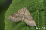 Shaded Broad-bar (Scotopteryx chenopodiata)