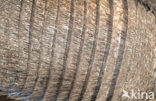 Bruinbehaard gordeldier (Euphractus villosus)