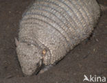 Hairy armadillo (Euphractus villosus)